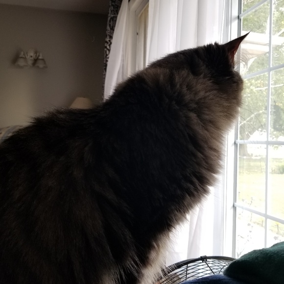 Meet your Posher, Susan - Picture 1 of 1